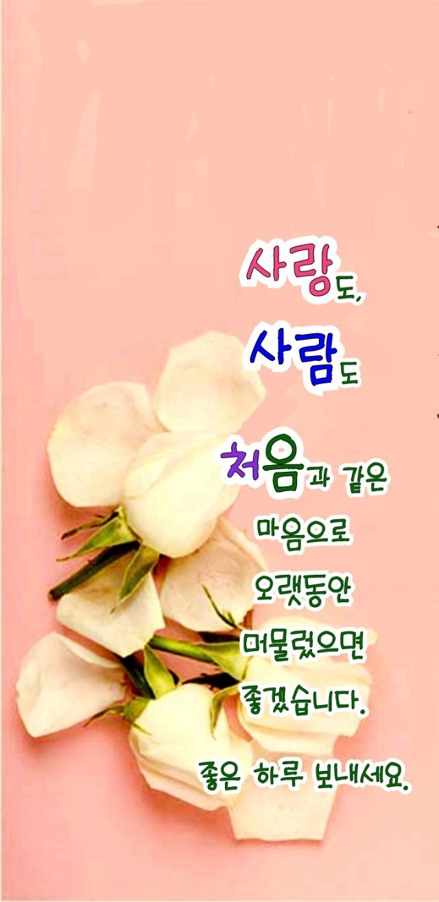 더비채 이미지