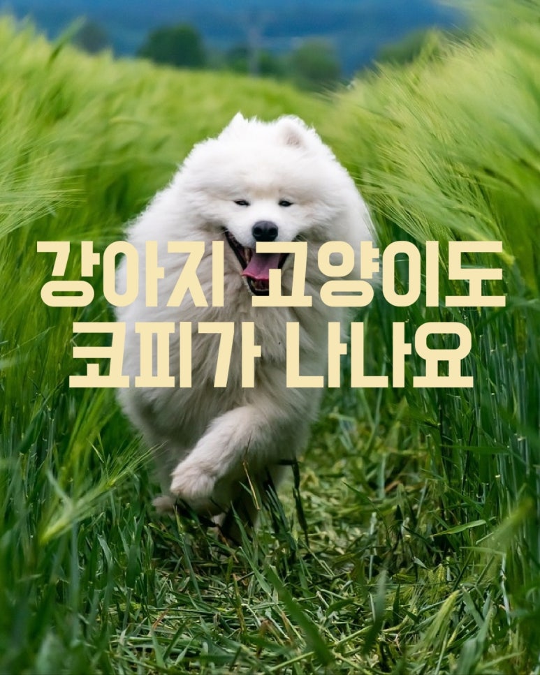 강아지 고양이도 코피가 나나요