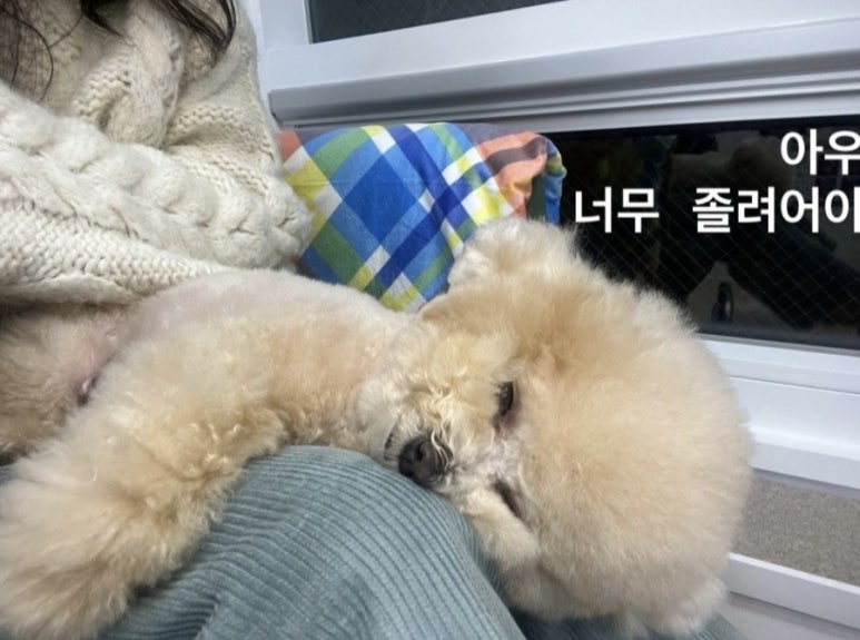 닭꼬치광 이미지