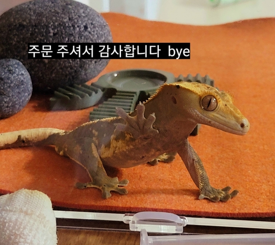 아담하다 이미지