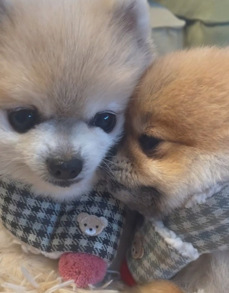 진짜 이미지