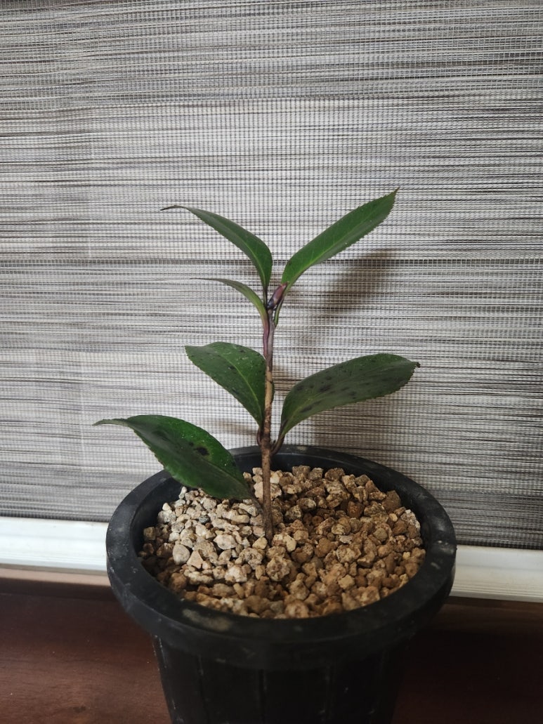 삼향농원 이미지