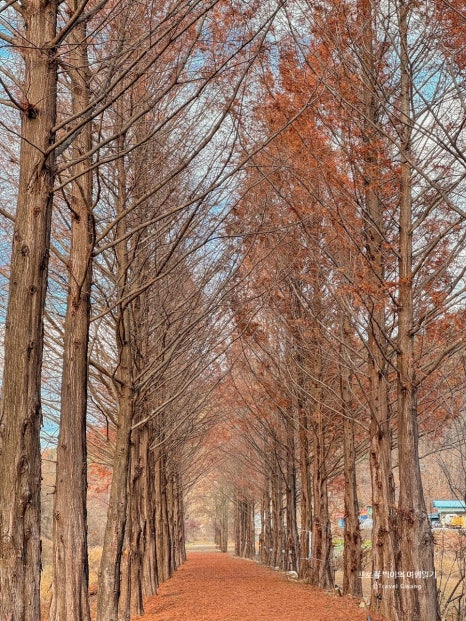 큰맘할매순대국 영월남면점 이미지