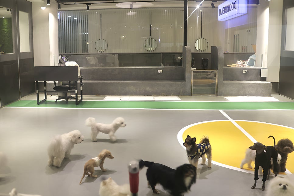 강남 애견유치원 스타몽: 매일 전문가 산책 및 맞춤 교육 — 사진 19
