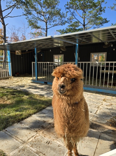 염소정원 이미지