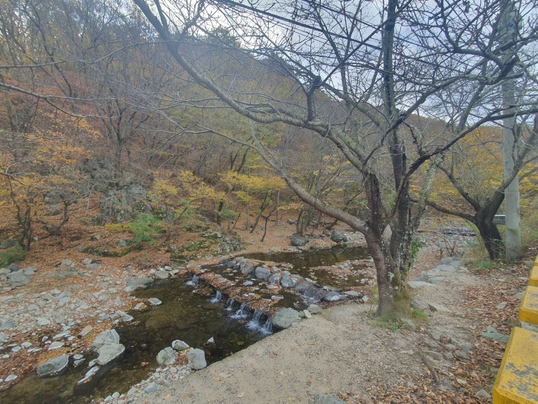 아라실 이미지