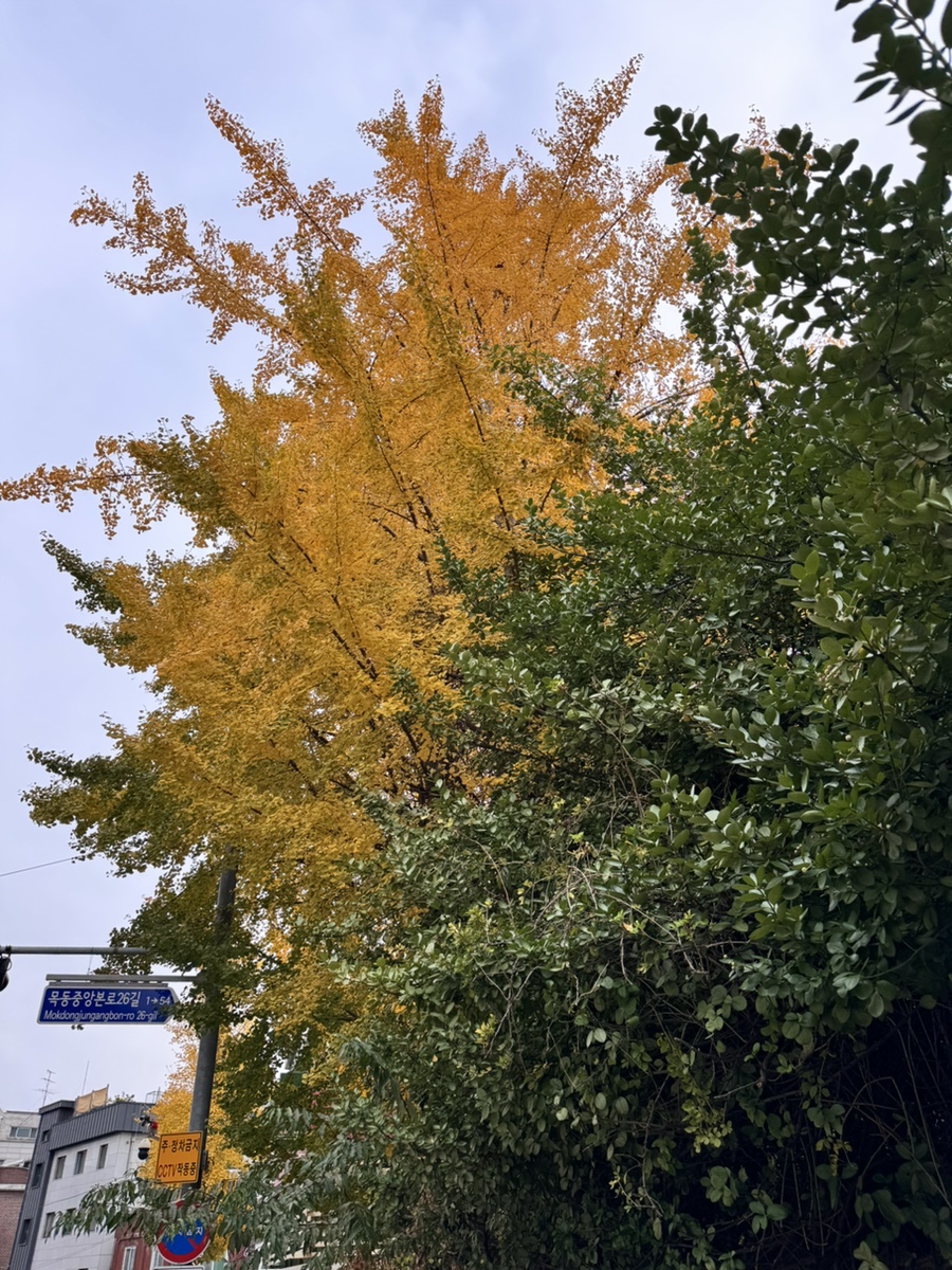 챈토리 이미지