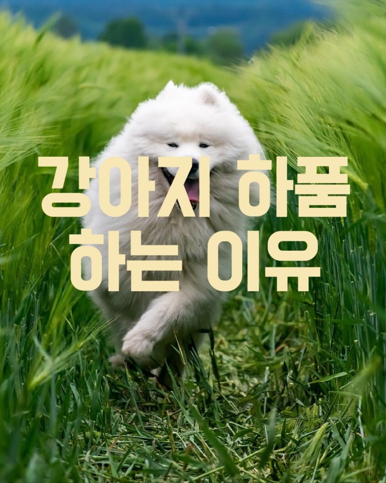 강아지가 하품하는 이유