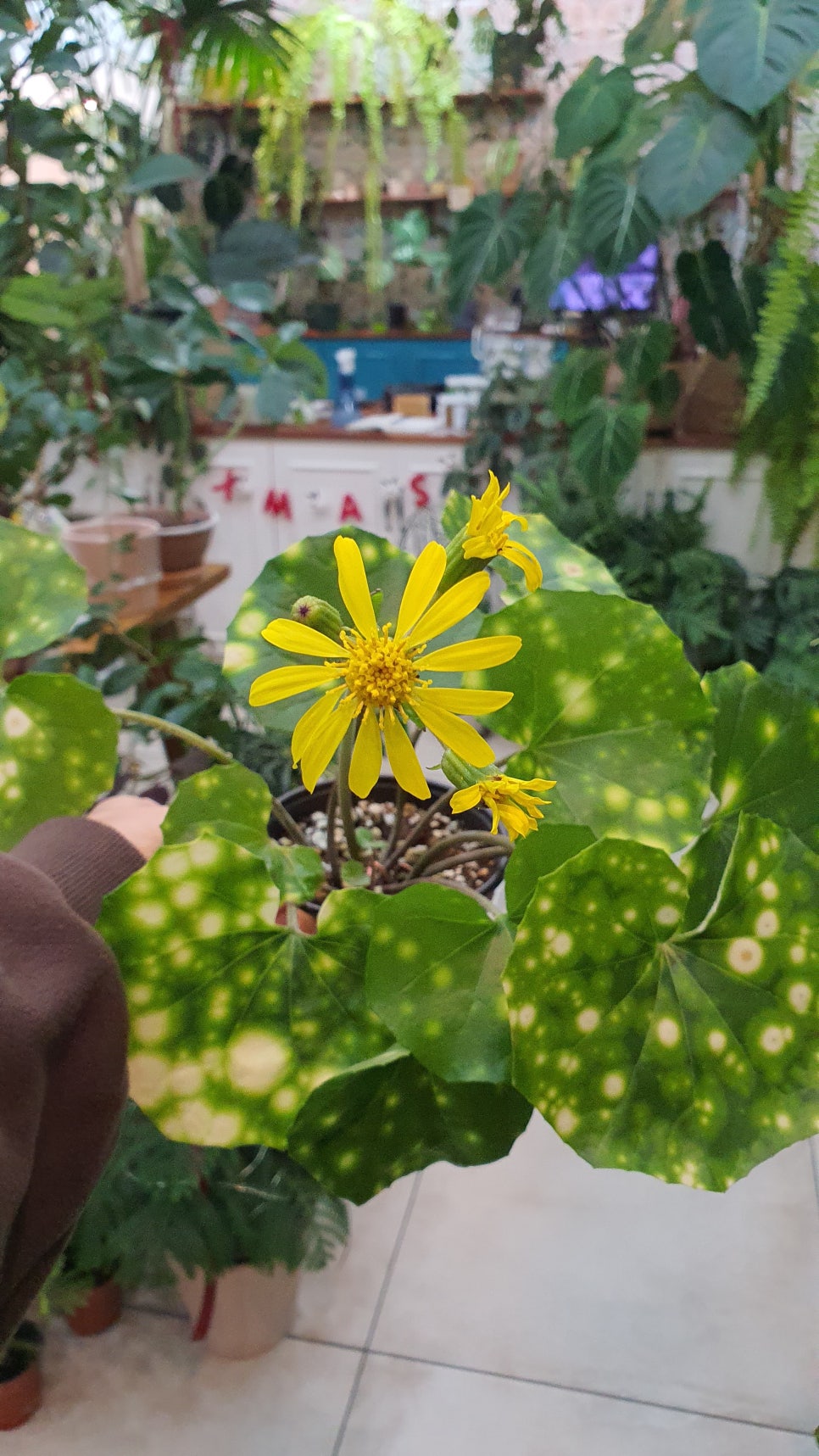 미주보타닉 이미지