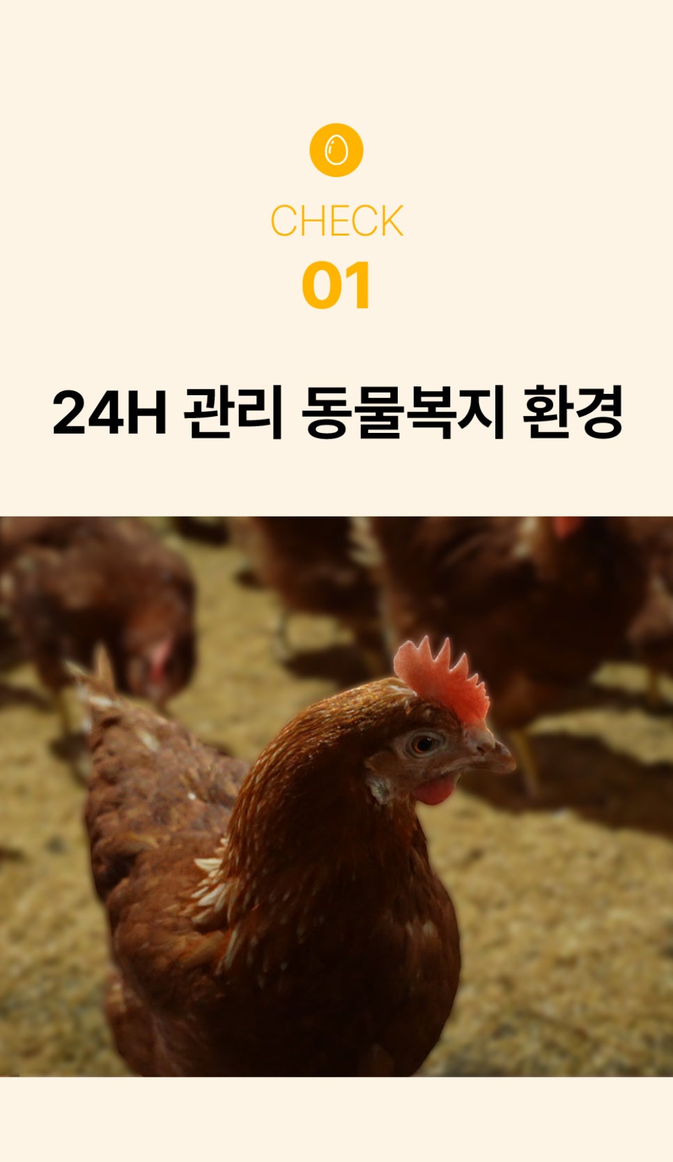 원삼양계 이미지