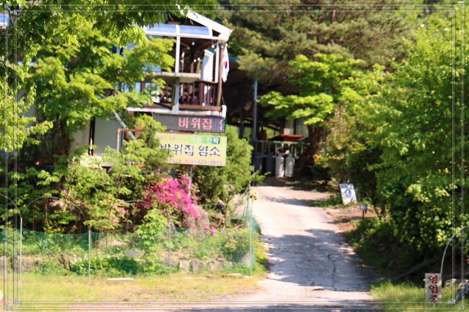 바위집염소 이미지