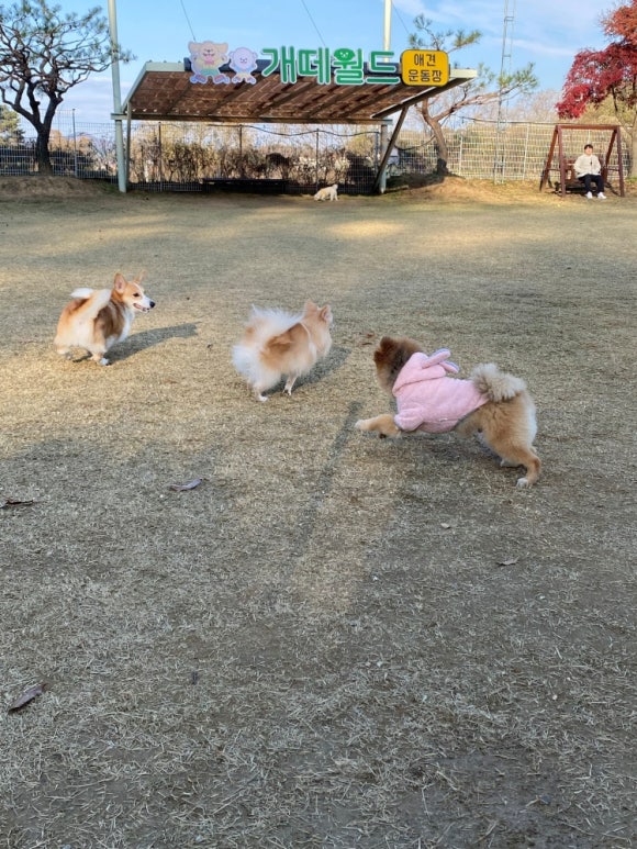 개떼월드 이미지