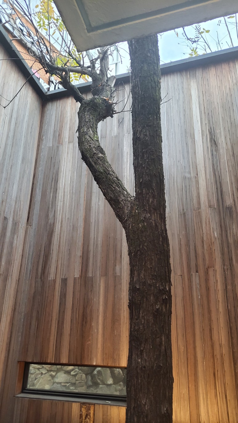 트리오브헤븐 이미지