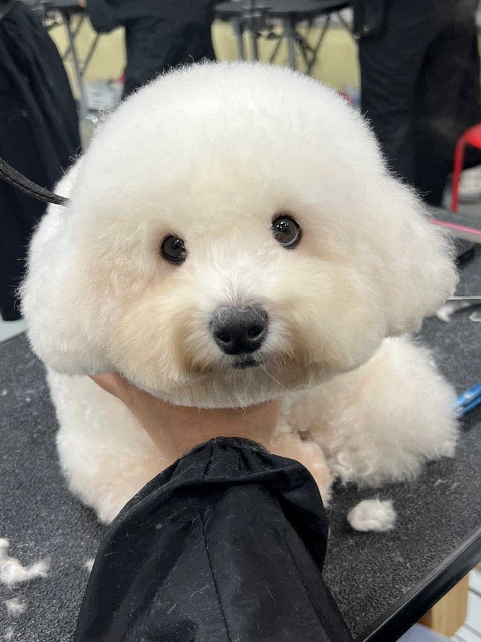 벨라루시애견미용학원 이미지