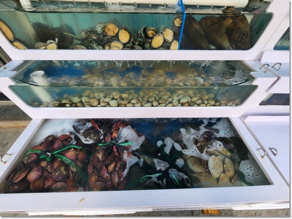 오아시스조개대구 이미지