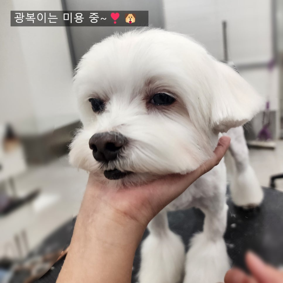 말티즈 스포팅 미용, 귀염뽀짝 스타일링 후기 — 사진 5