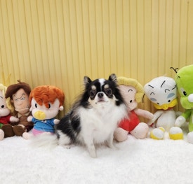 꼬미별 이미지