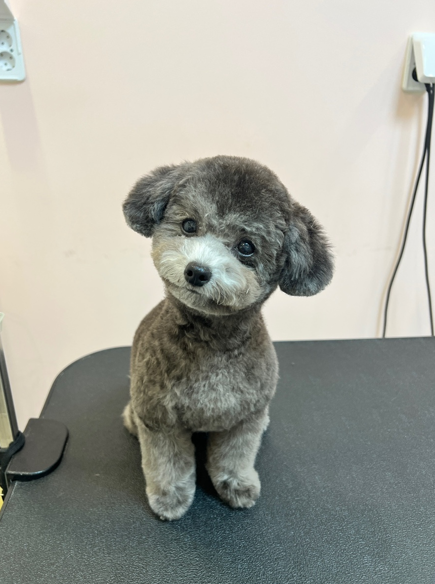 포레브 이미지