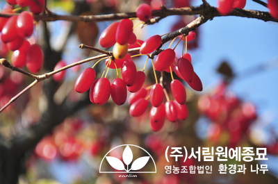 조경설계서림 이미지
