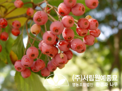 조경설계서림 이미지