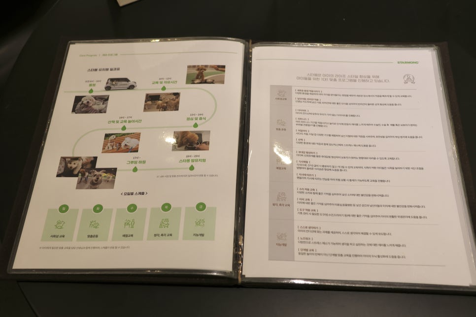 강남 애견유치원 스타몽: 매일 전문가 산책 및 맞춤 교육 — 사진 13