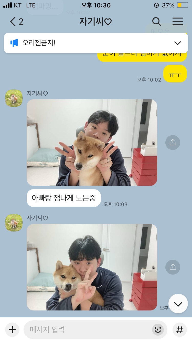 다영황 이미지
