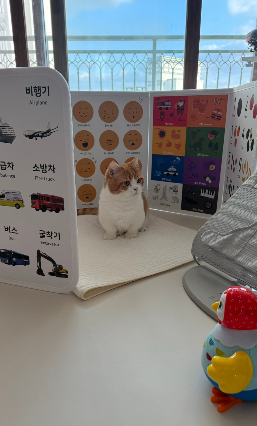 슈슈엔지아 이미지
