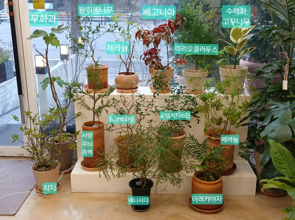 온나플라워 이미지