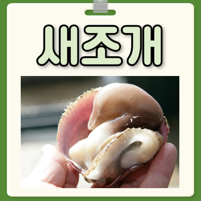 새조개 제철 가격 새조개 효능 부작용 : 네이버 블로그