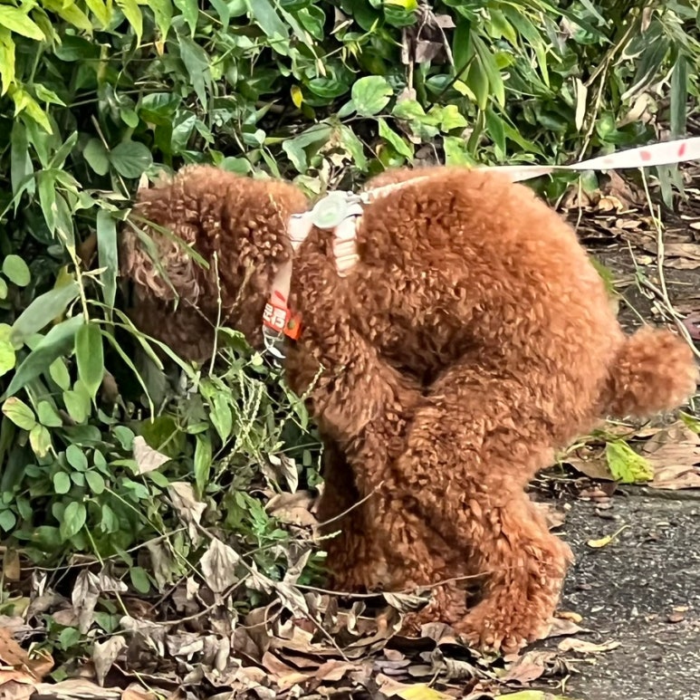 안녕달곰 이미지