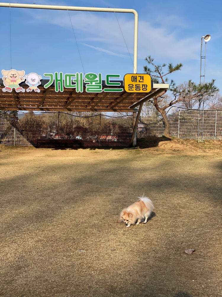 개떼월드 이미지