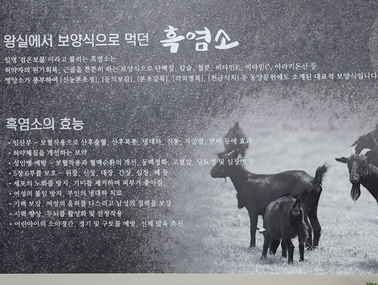 고산흑염소 이미지