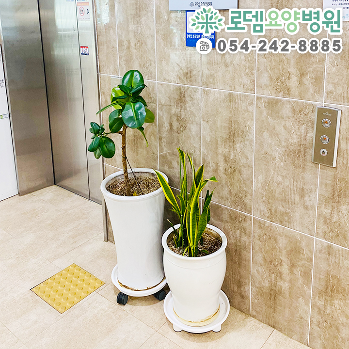 로뎀트리로뎀나무 이미지