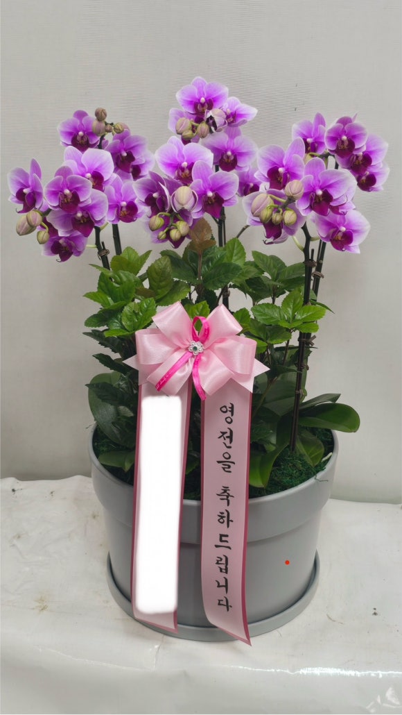 대지화원꽃 이미지