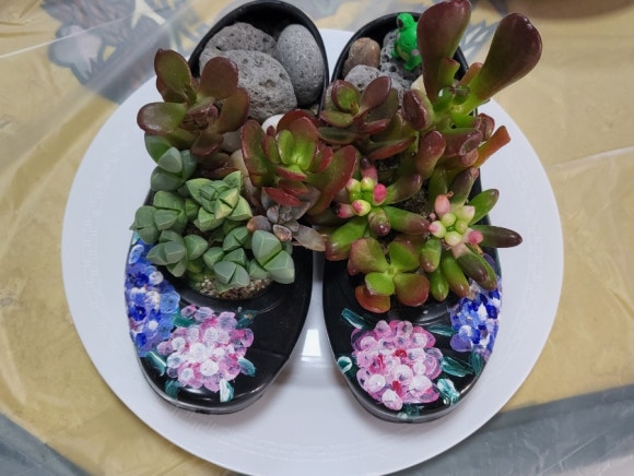 꽃길다육 이미지
