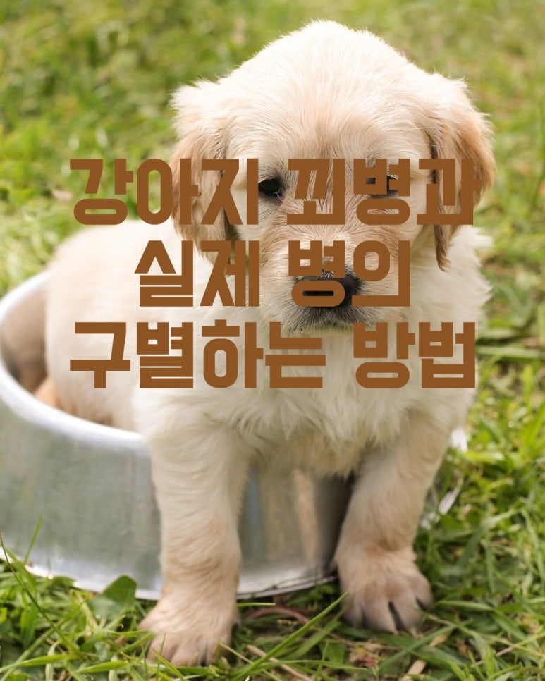 강아지의 꾀병과 실제 병의 구별하는 방법