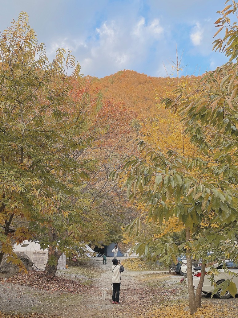 가평밤나무숲캠핑장 이미지