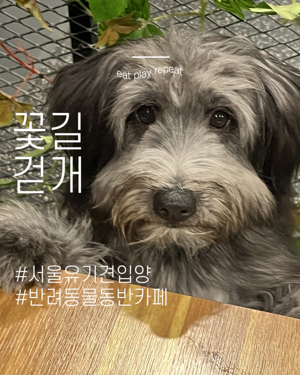 꽃길걷개 이미지