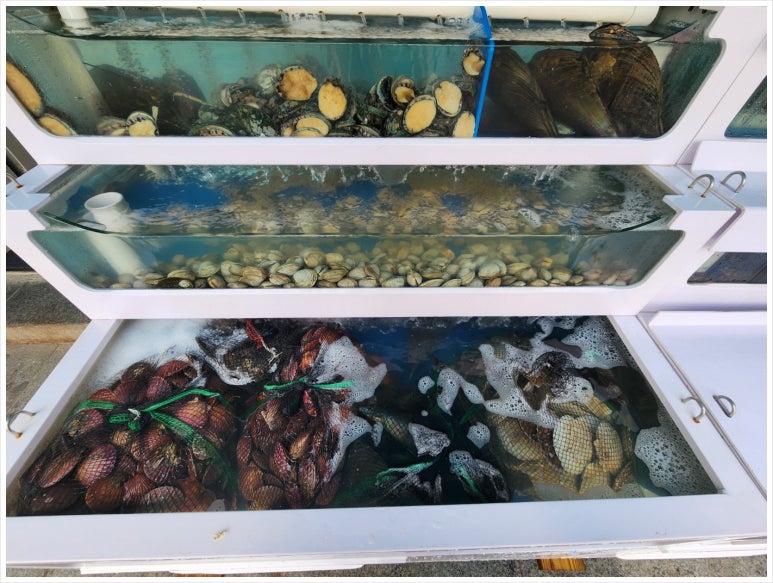 오아시스조개대구 이미지