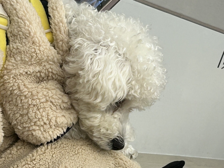 레인바우애견카페 이미지