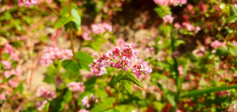 하윌라(Havilah) 이미지