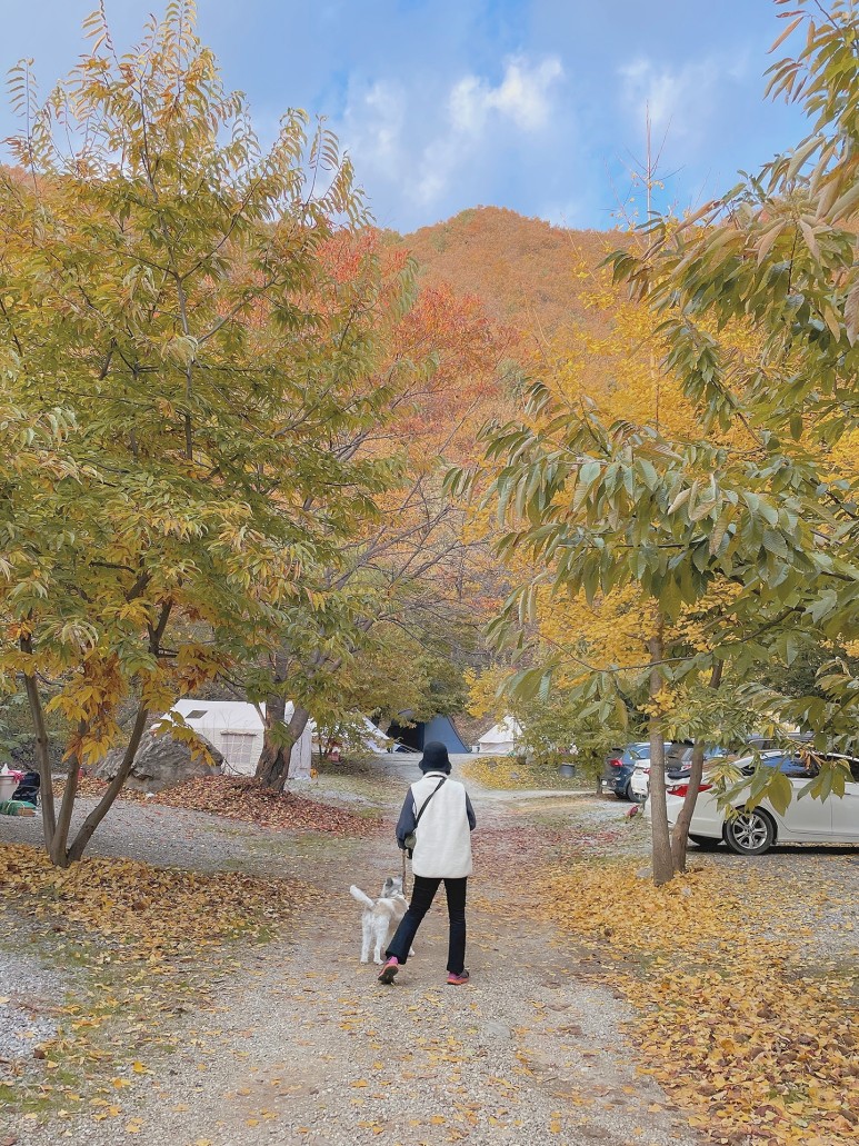 나무다캠핑장 이미지
