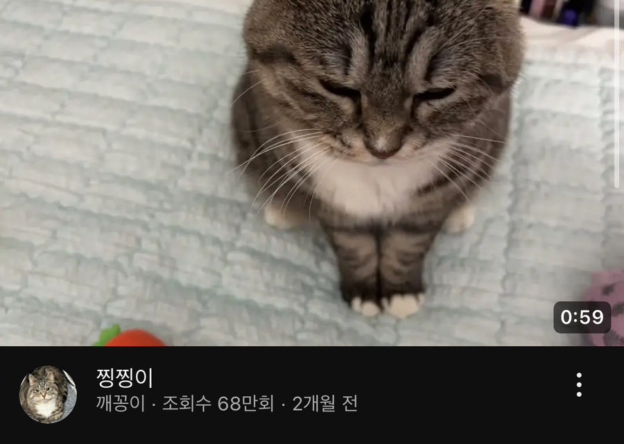 허밍버드 이미지