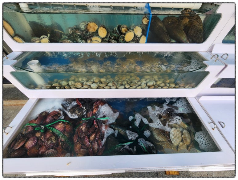 오아시스조개 이미지