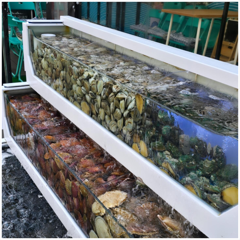 오아시스조개 이미지
