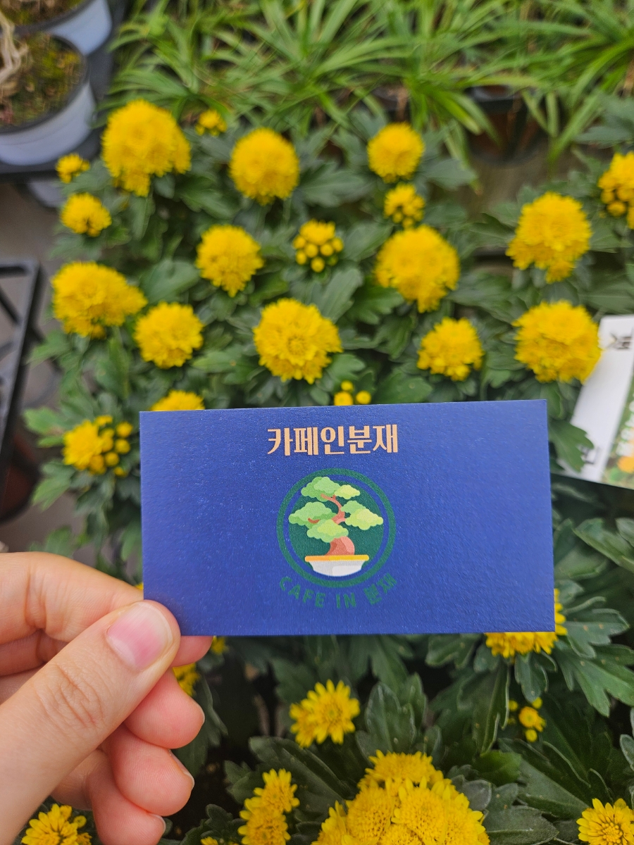 카페인 분재 이미지