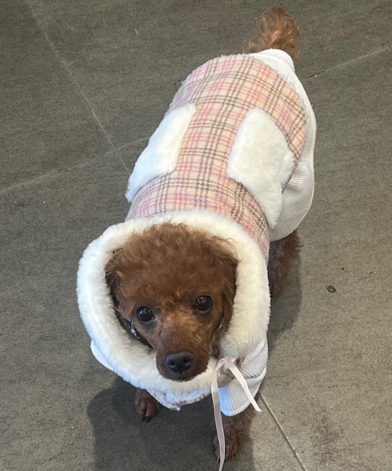 위시포포 이미지