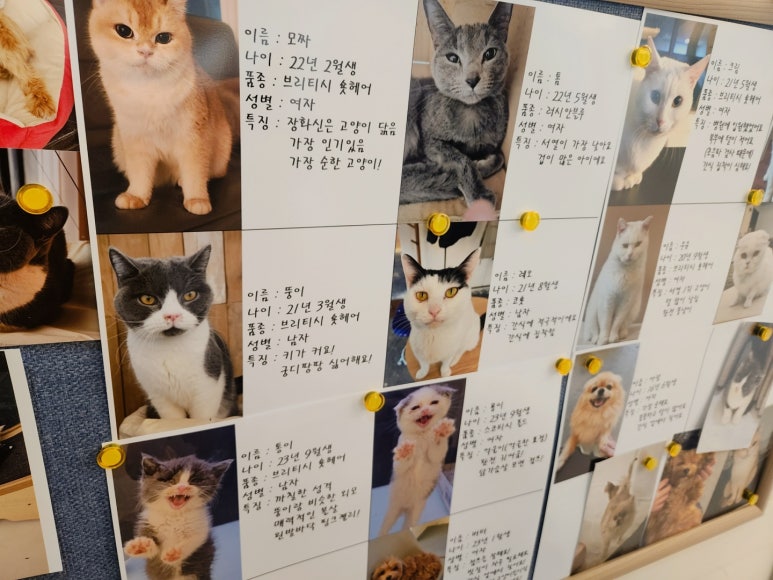 커피멍냥광교역점 이미지