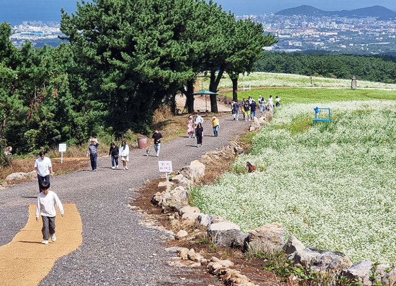 메밀로 사진 4