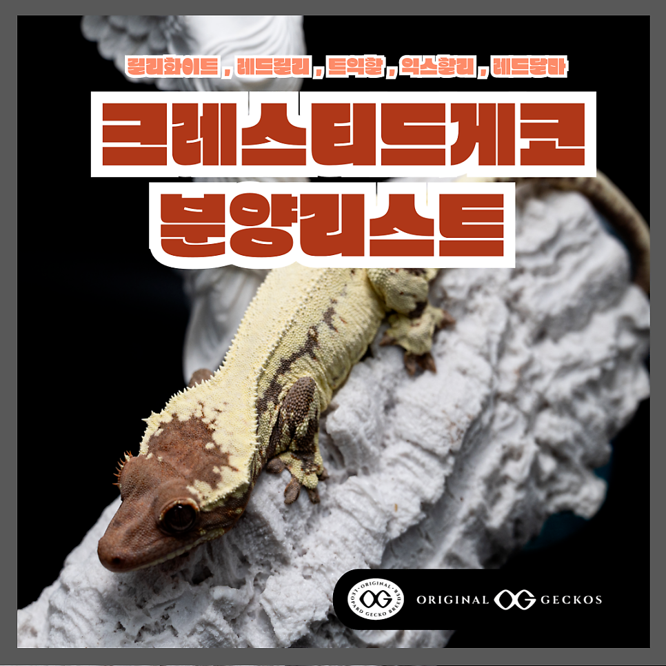 달마샵 이미지